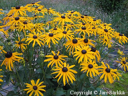 Rudbeckia fulgida var. sullivantii 'Goldsturm', sdepivnhattu